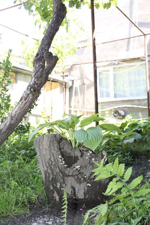 The Kiwi House Ξενοδοχείο Lagodekhi Εξωτερικό φωτογραφία